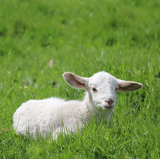 Lamm in einer Wiese