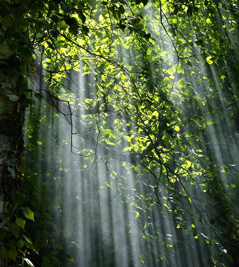 Baum mit Sonnenstrahlen
